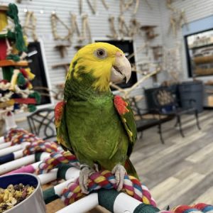 Double headed amazon for sale