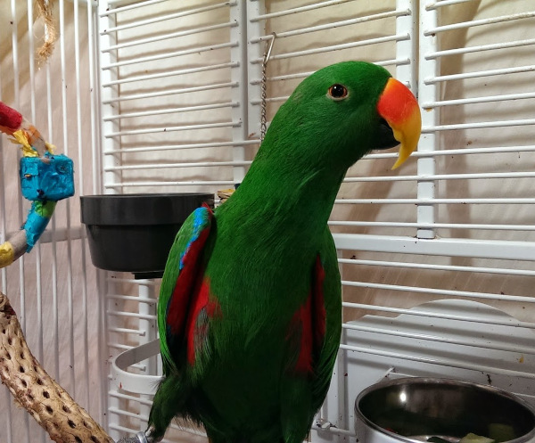 Electus Parrot
