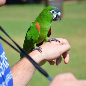 Hahns Macaw Parrot