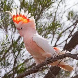 Major Mitchell Cockatoo Parrot