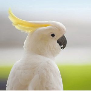Moluccan Cockatoo Parrot