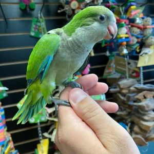 Quaker parrot for sale
