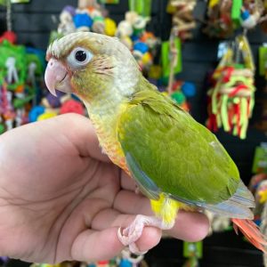 Pineapple Conure Parrot