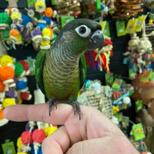Green Cheeked Conure Parrot