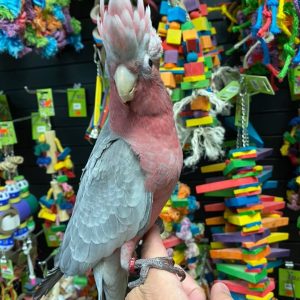 Galah Cockatoo Parrot