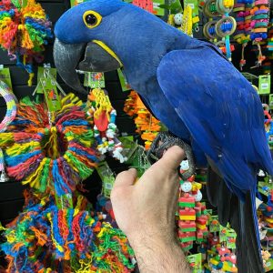 hyacinth Macaw parrot for sale