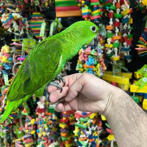 Yellow Napped Amazon Parrot
