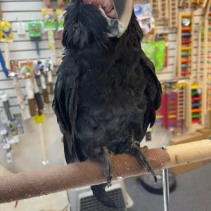 Black Palm Cockatoo Parrot