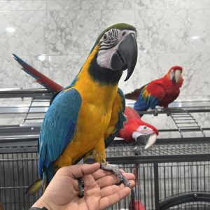 Blue and gold macaw for sale
