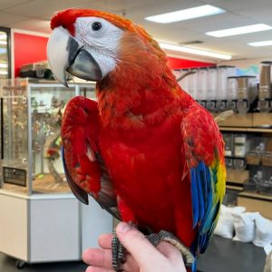 Scarlet Macaw Parrot