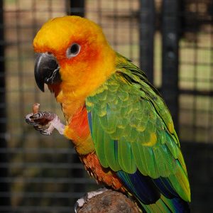 Sun Conure Parrot