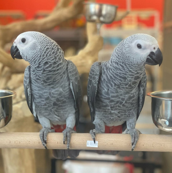 African Grey Parrot