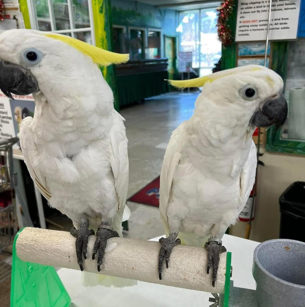 Cockatoo Parrot