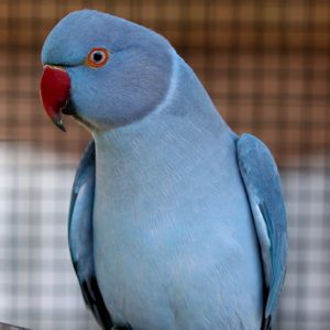 Indian Ringneck Parrot