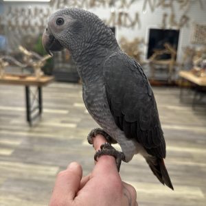 timneh african grey for sale