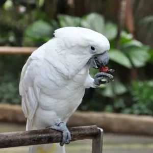 Umbrella Cockatoo Parrot